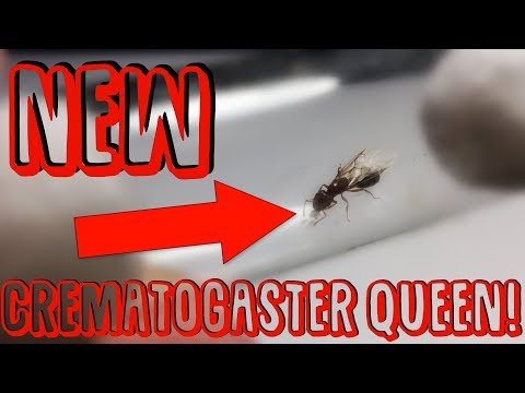 NEW Acrobat Ant Queen!