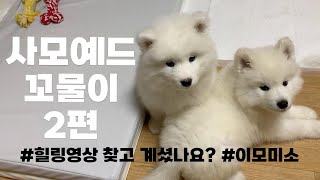 samoyed | 사모예드 꼬물이 일상 브이로그 | 힐링영상 | 설곰설곰