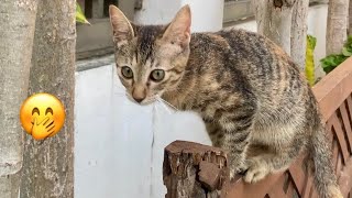 This Is Cute Philippines Domestic Kitten Cats Also Know As Puspin ,Similarities To Other Cats? #yt