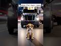 👉 Agla Pal Jaan Lewa Tha | Puppy Rescue Emotional Story 🐶💔 | #shorts
