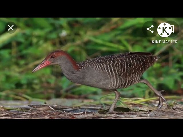 tiếng chim chàng nghịch,quốc hoa class=