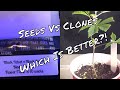 Seeds Vs Clones, Which Is Better?