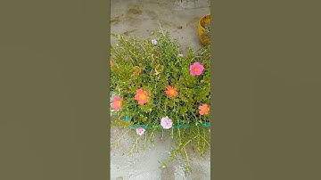 Thumbnail of 🌱 Best summer Flowering plants 🪴✨💚 | #viral_shorts #ytshorts #trending #foodandflowers