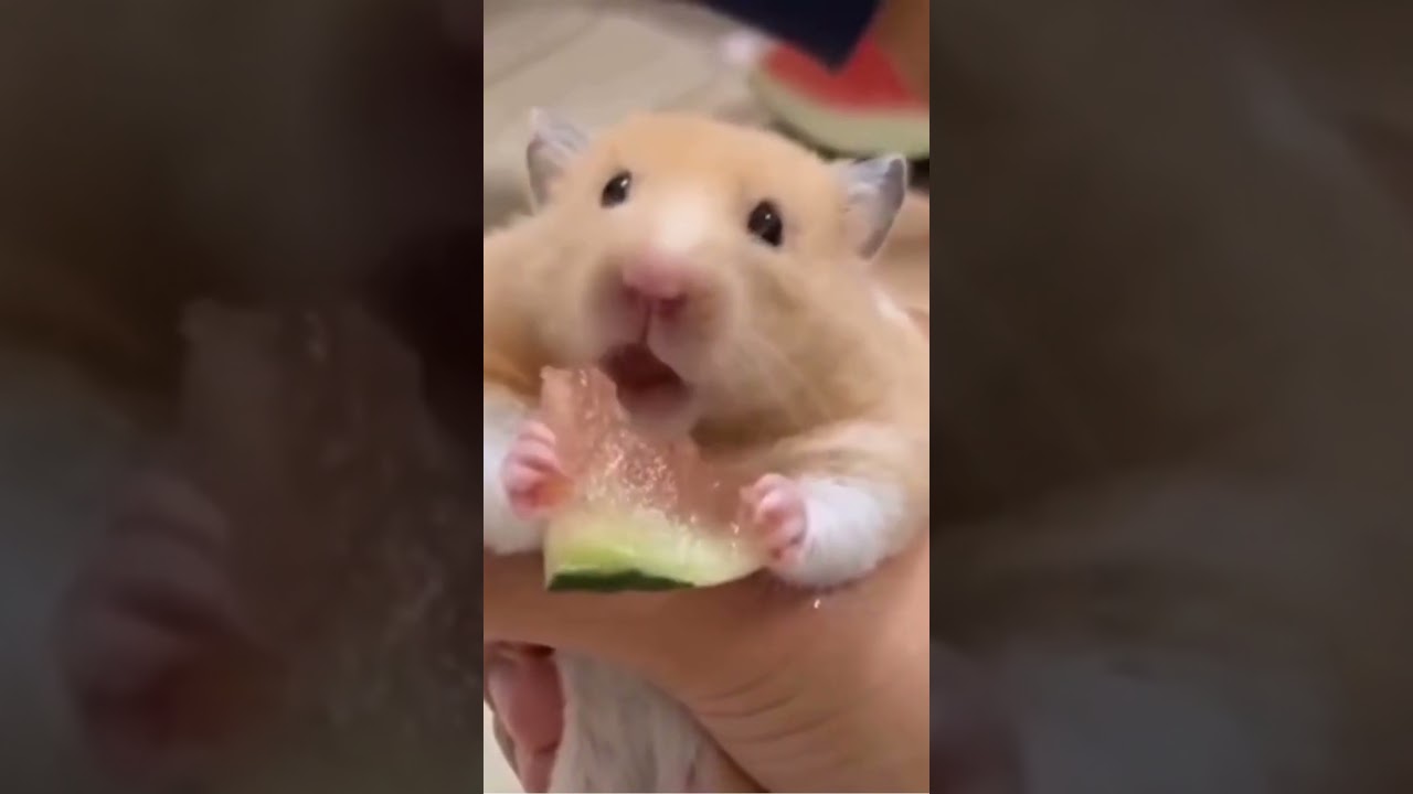 Hamster Eating Watermelon Hamster Cute Videos shorts YouTube