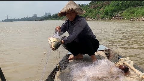 thả Lưới ven bờ trúng được mẻ cá chép khổng lồ