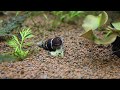 Rabbit snail in my aquarium