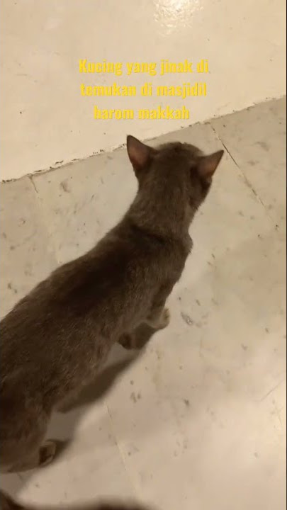 ADA KUCING DI MASJIDIL HAROM LUCU DAN IMUT #shorts #masjidalharam #makkah #madinah #kucing kuci