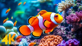 Aquarium 4K VIDEO (ULTRA HD) 🐠 Beautiful Coral Reef Fish - Relaxing Sleep Meditation Music