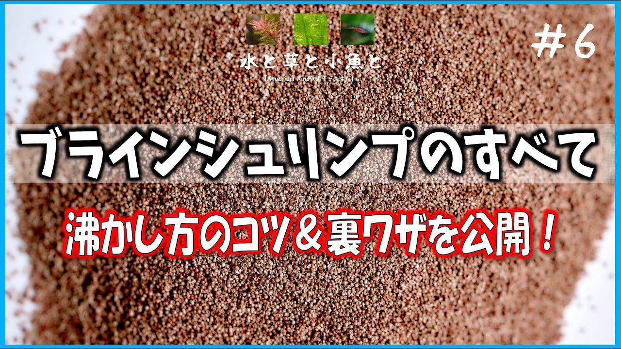 【アクアリウム】簡単なブラインシュリンプの沸かし方 Aquarium Kind #6 ブライン/アルテミア/初期飼料/Brine Shrimp Hatchery 4K/アクアリウムショップ＆カフェ