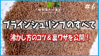 【アクアリウム】簡単なブラインシュリンプの沸かし方 Aquarium Kind #6 ブライン/アルテミア/初期飼料/Brine Shrimp Hatchery 4K/アクアリウムショップ＆カフェ