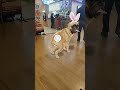 dog dance #trendingshorts #viralvideo #reel