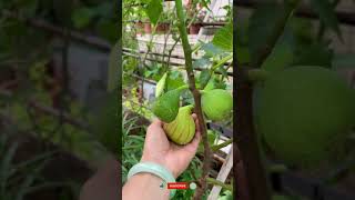 Figs tree after the rain #shortsvideo #Satisfying