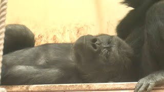 Anxious gorilla girl feels safer with her mother by her side｜Shabani Group