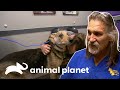 Mascota de asistencia con cáncer entristece a Dr. Jeff | Dr. Jeff, Veterinario | Animal Planet