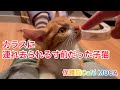 【子猫保護】カラスに囲まれた子猫は