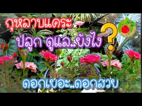 วีดีโอ: กุหลาบจิ๋ว. การสืบพันธุ์การดูแล