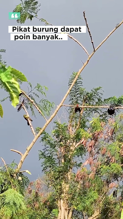 Suara pikat burung sogon alam liar #kicaumania #burungkicaudialamliar #pikatburungkecil #birds