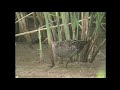コモンクイナ（1）珍鳥（イギリス） - Spotted Crake - Wild Bird - 野鳥 動画図鑑