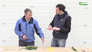 The importance of identifying leaf 3 for septoria control  in winter wheat