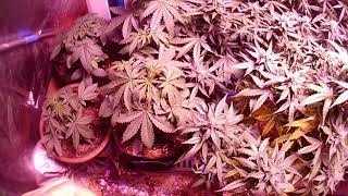 MedicinaI cuItivation