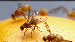 Mexican fruit flies found in La Mesa prompt quarantine in parts of San Diego County | NBC 7
