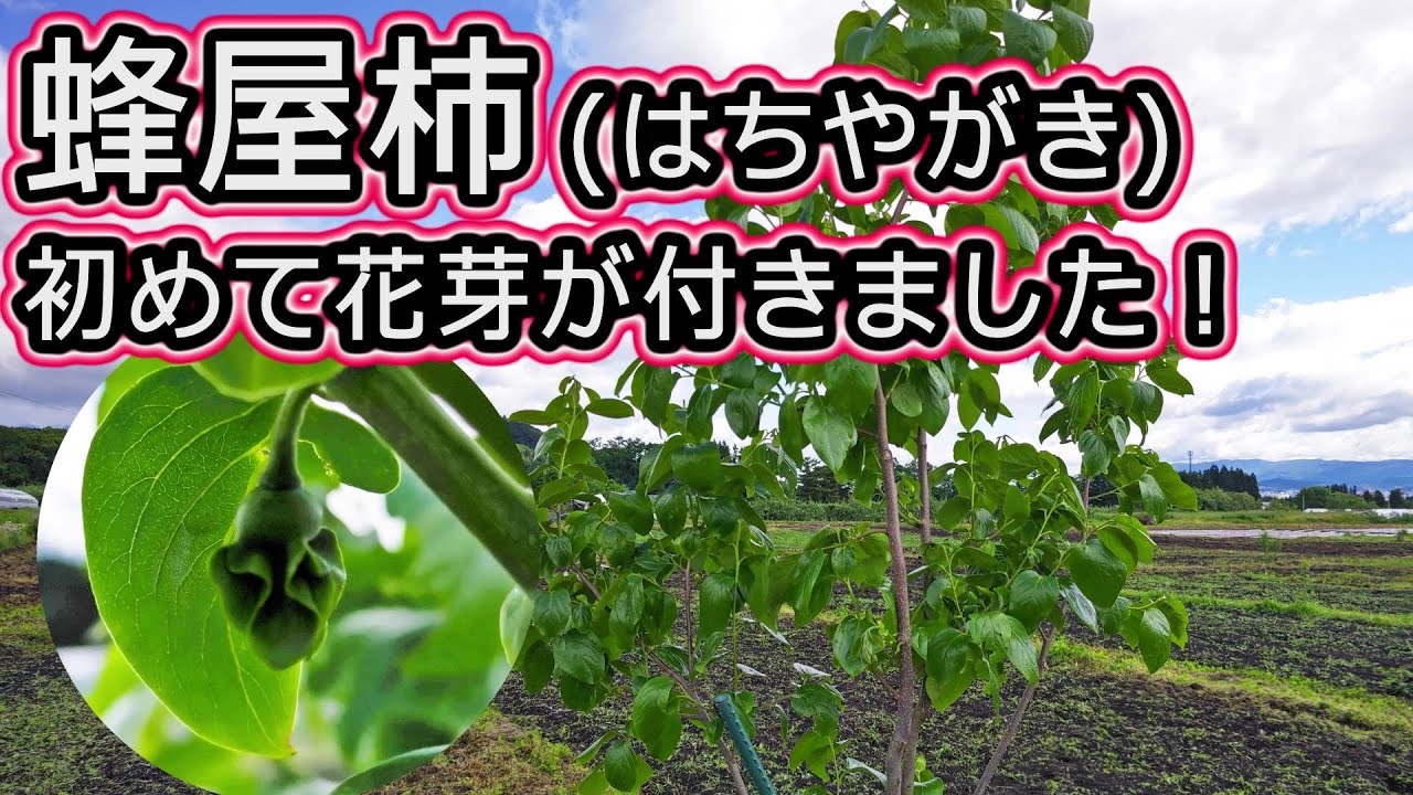 蜂屋柿 はちやがき 初めて花芽がつきました Youtube