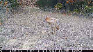 Cool coyote