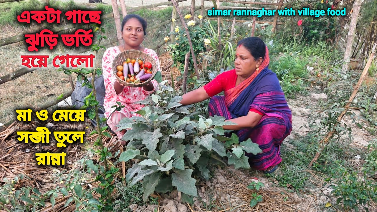 একটা গাছ থেকে এক কিলো পাকা টমেটা উঠলো -তিন পদে রান্না করলাম #bengali #bengalicooking #