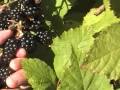 Blackberry Picking in Seattle area Blackberry Picking in Seattle area