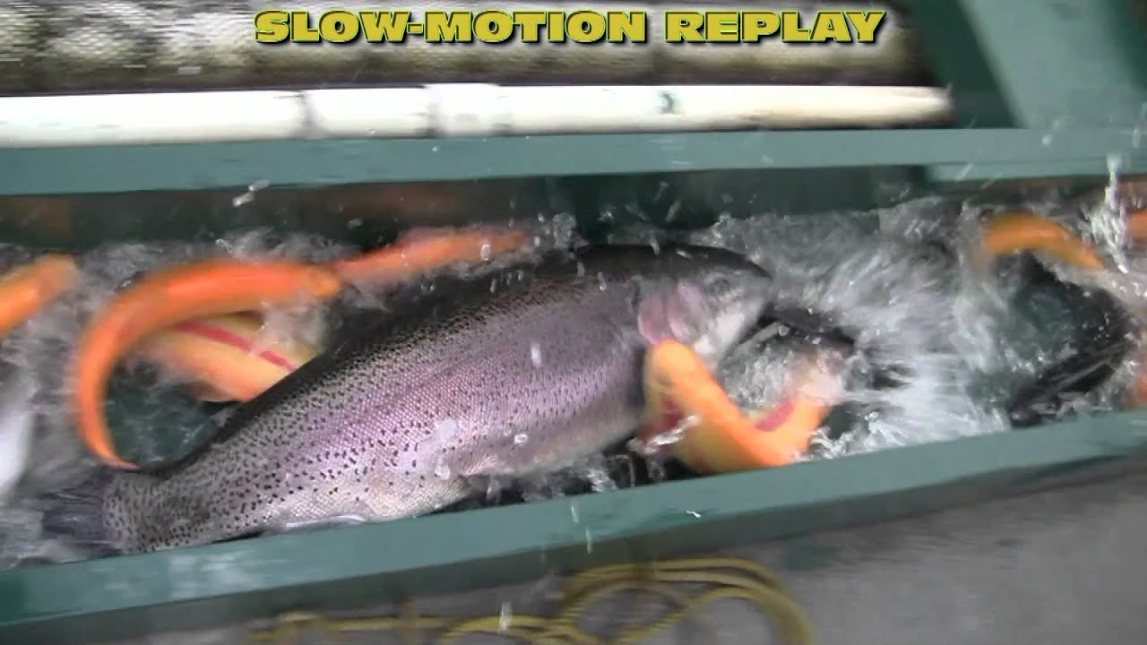 Lightning Trout Largest Stocking EVER + Huge Tournament !! YouTube