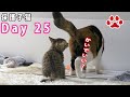 25日目 子猫が三毛猫のお尻匂いを嗅いでいた【瀬戸のここ日記】