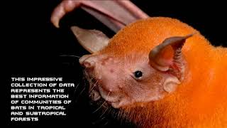 ATLANTIC BATS