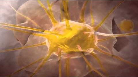 Intramembranous Ossification Video