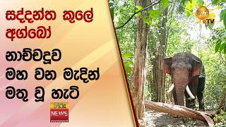 සද්දන්ත කුලේ අග්බෝ නාච්චදූව මහ වන මැදින් මතු වූ හැටි - Hiru News