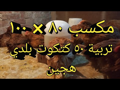 دراسة جدوى مشروع تربية 50 فرخه بلدي هجين مكسب يتخطى 80 100