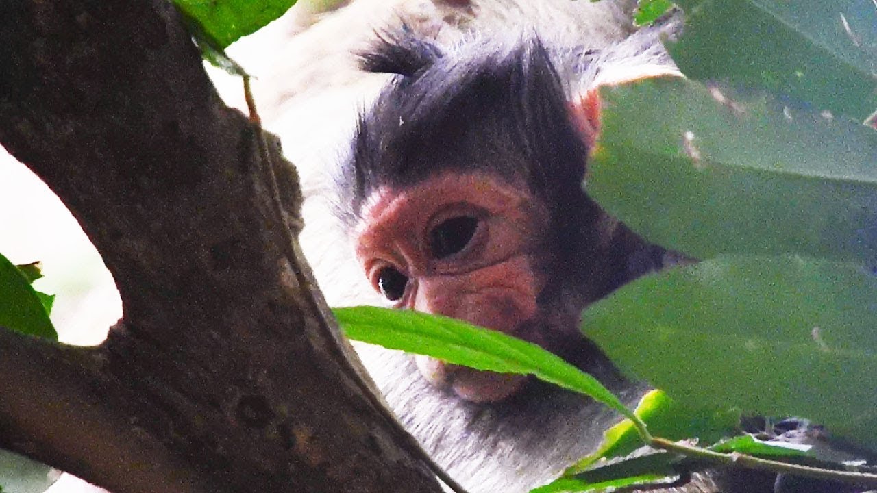 foundry Beautiful Newborn Monkey Today, Looking Through The Tree