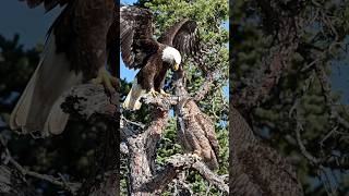 Bald Eagle vs Great Horned Owl | Day Hunter vs Night Predator | Ultimate Bird Battle