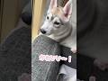 寝方が対照的すぎるハスキー姉妹 #シベリアンハスキー #ハスキー #ハスキー犬