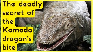 Komodo dragon The deadly secret of the Komodo dragon's bite