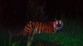 Tiger sighting at night Nagarhole Tiger Reserve