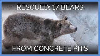 PETA Rescues 17 Bears From Concrete Pits | PETA Animal Rescues