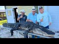 How to clean a gator interesting alligator facts
