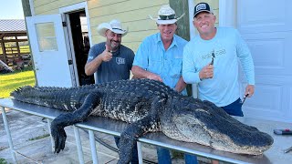How to clean a gator {interesting Alligator Facts}
