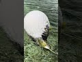 パンッパンやな🐟#ハリセンボン #徳之島 #磯遊び #ガサガサ