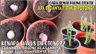 POTONG DULU BARU TANAM??? INI BEDANYA & ALASAN | Cara Menanam Bawang Merah