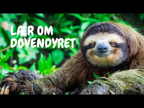 Video: Det langsomste dyr er dovendyret