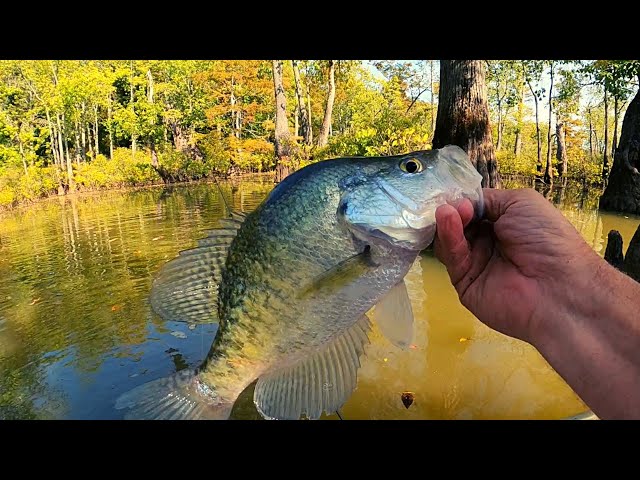 The Fall Crappie are in the Creeks - Crappie fishing 