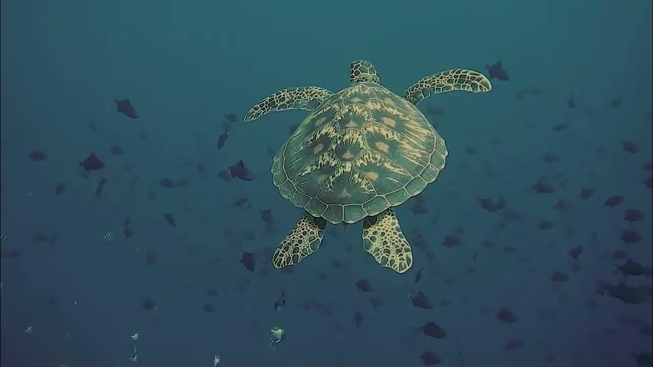 Sea Turtles of Karachi YouTube
