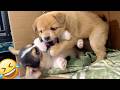 Baby Dogs Wrestling Match 🥊🐶 Who Wins? Corgi vs Street Pup!