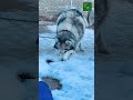 Pure Joy in the Snow ❄️ My Husky’s Favorite Day! #husky #snow #dog #nature #winter #cute